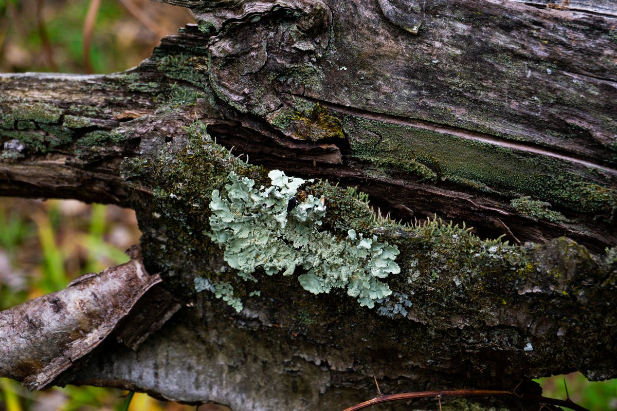 JRussPhoto's tweet image. Fall Moss, Fungus, and Lichens