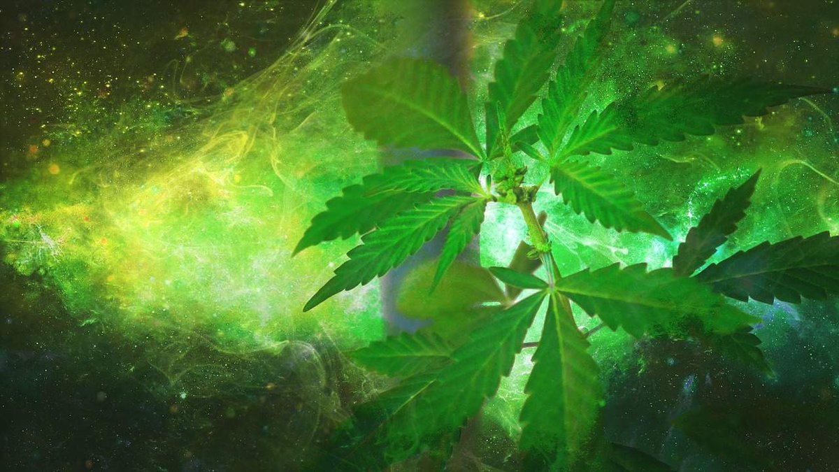 #cannabis #marijuana #weed Ottawa, municipalities can’t co-operate on cannabis
Members of Norfolk's Police Services Board discussed problems with Health Canada's designated grower program for https://t.co/fxMZGq4dB3 #cannabiscommunity https://t.co/Da0MluKYKu