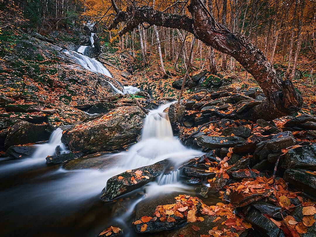 Scott Grant (@scottroninphoto) on Twitter photo I love all the hidden gems the Humber Valley has to offer! Thankfully my timing was perfect as the carpet of leaves on the rocks was near perfect!
#fujifilm #xf1024 #xt4 #classicnegative #nisiv6 #fallcolour #fallcolor #waterfalls #westernnewfoundland #humbervalley
<a href="/fujiguys/">The Fuji Guys</a> I love all the hidden gems the Humber Valley has to offer! Thankfully my timing was perfect as the carpet of leaves on the rocks was near perfect!
#fujifilm #xf1024 #xt4 #classicnegative #nisiv6 #fallcolour #fallcolor #waterfalls #westernnewfoundland #humbervalley
<a href="/fujiguys/">The Fuji Guys</a>