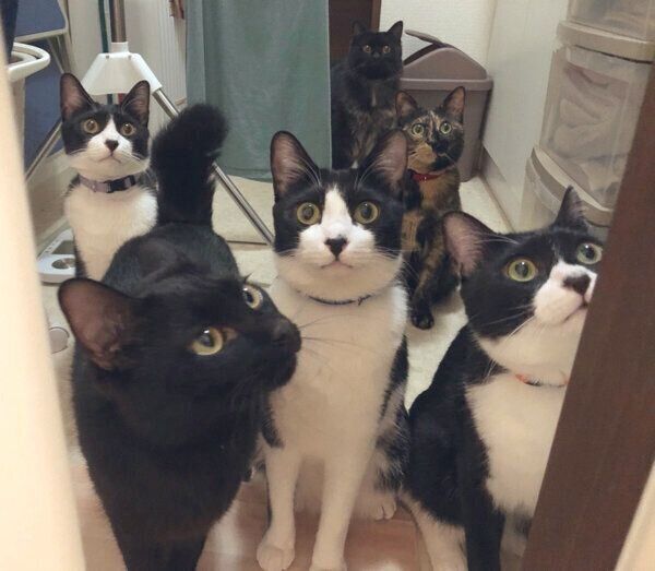 猫「可愛い」が止まらない！　飼い主の入浴が気になってしまうハチワレ兄弟の行動の数々｜ねこのきもちWEB MAGAZINE cat.benesse.ne.jp/lovecat/conten…