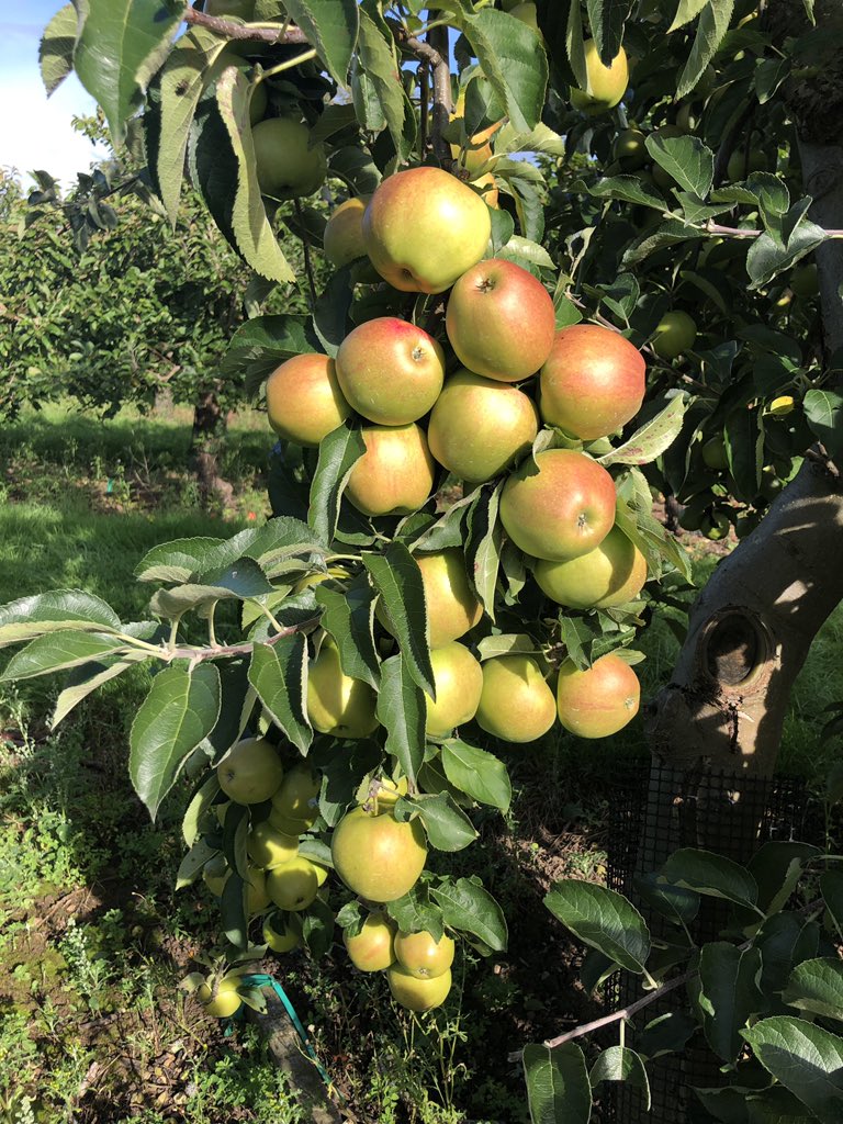 TessaAllingham's tweet photo. Meet Pippin, bouncy guardian of the apple heaven that is @droveorchards #pyo. A late September visit caught the last day of summer... and rich pickings of my favourite #russet Happy #AppleDay π
#picklocal #Norfolk https://t.co/2UWy20ZIqD