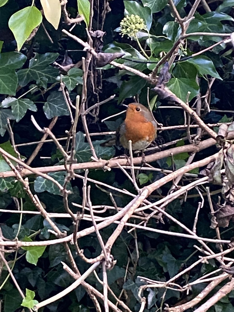Robval04's tweet photo. Met my little poser whilst out walking this morning. 🐦. https://t.co/boHGxPNCpk