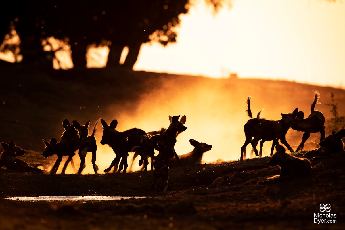 Painted wolves are crepuscular animals, meaning they are most active at dawn and dusk. To beat the harsh African sun, the wolves will spend much of their day sleeping in the shade. However, in cooler weather, they have also been known to hunt during the day. #PaintedWolfWednesday