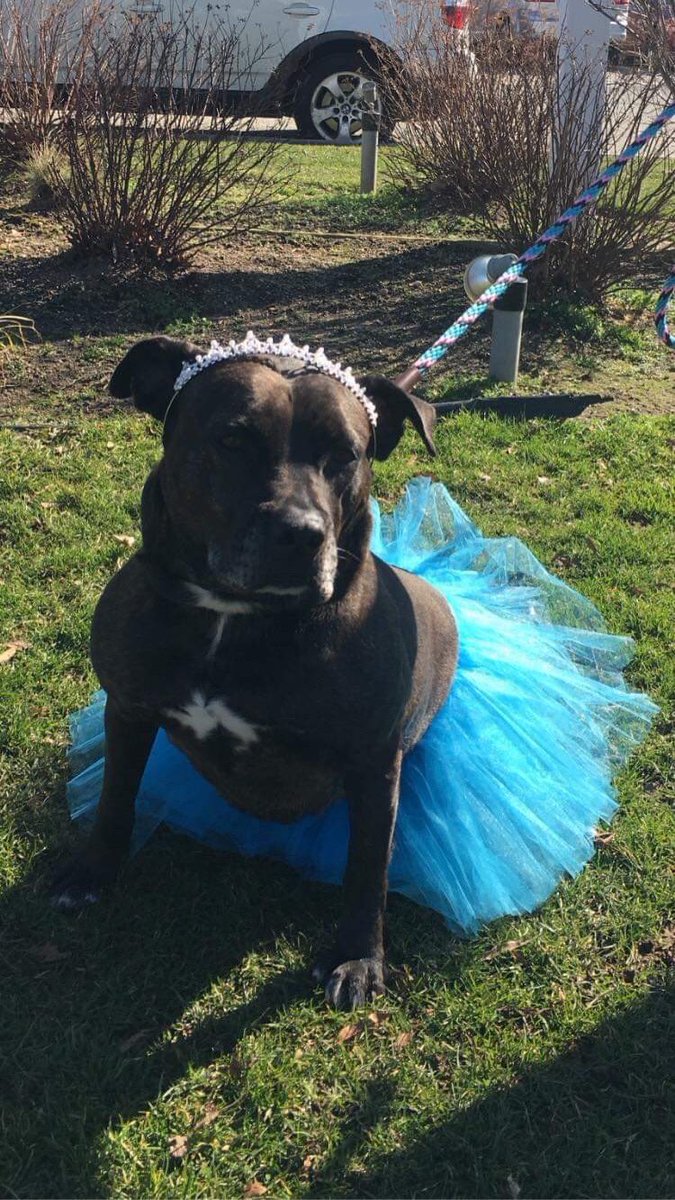 AdoptJuniper's tweet photo. Juniper is still deciding on her Halloween costume. Housebroken, crate trained, solo pet, adult home only. Town of Hempstead Animal Shelter, NY. https://t.co/9K9mtkp5d5 email to Adoption@tohmail.org #ShelterDogs #LongIsland https://t.co/H1BMvZQCCJ