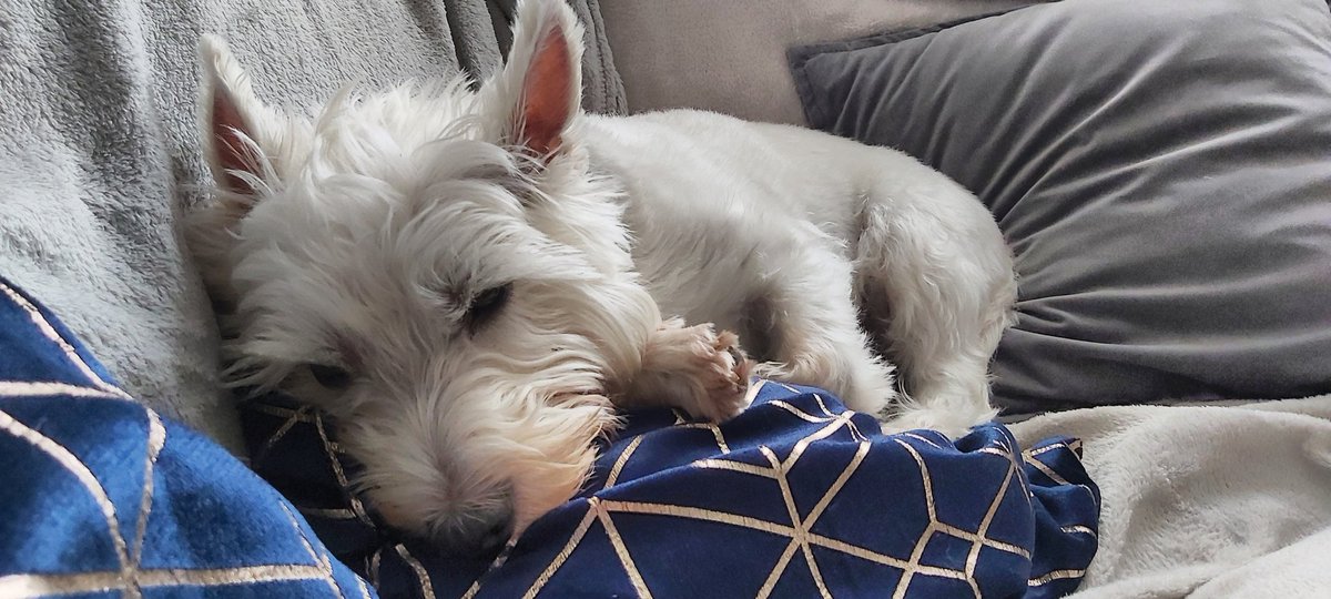 Is it #westiewednesday #bobbithewestie
