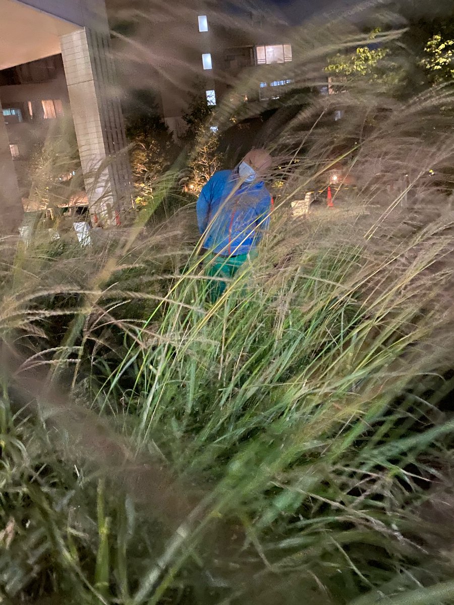安田大サーカス クロちゃん On Twitter ススキが揺れてて風流だなーって思ってたら ひときわ揺れてるのが き き き 菊地ーーーー ポキっと折れちゃうしんよーーー W