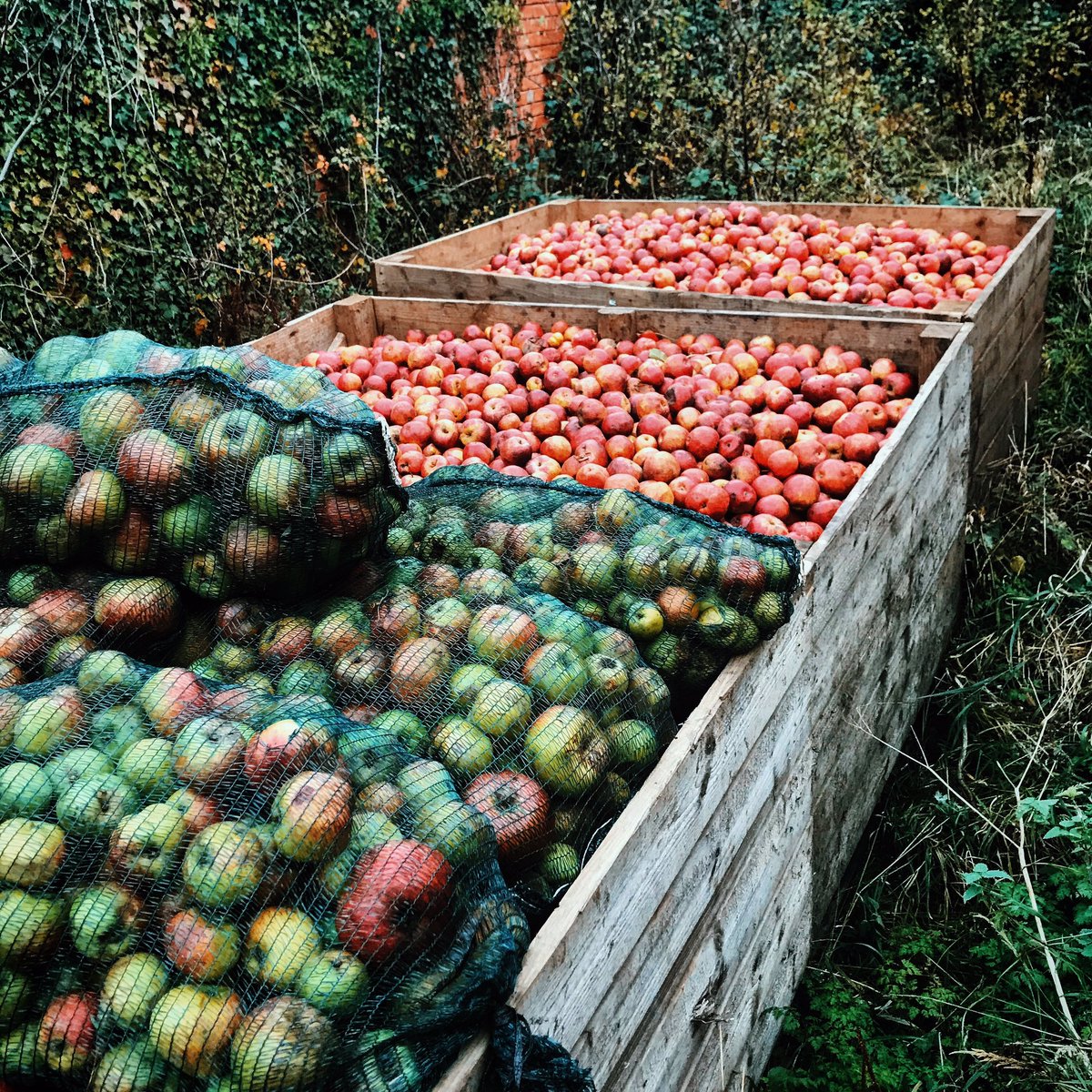 Today is #appleday which means it was perfect timing to receive our first delivery of apples in time for our first press of the year day today! Very excited to get back to the comfort of cider making after this year so far...! 🍎🍏🍻
#cider #cidermaking #ciderapples #autumn