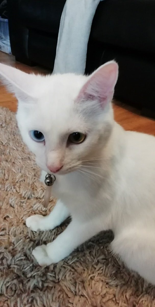 busymulti's tweet photo. @Eret_Alt My kitties ❤ https://t.co/zUHX9V2awL