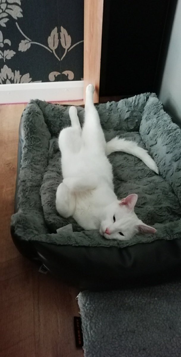 busymulti's tweet photo. @Eret_Alt My kitties ❤ https://t.co/zUHX9V2awL