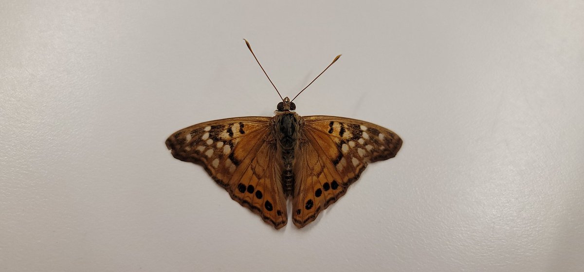 rawr_evelyn's tweet image. Found a dead butterfly. Isn't she pretty? #GalaxyNote20Ultra #Note20Ultra5G @SamsungMobileUS @SamsungMobile