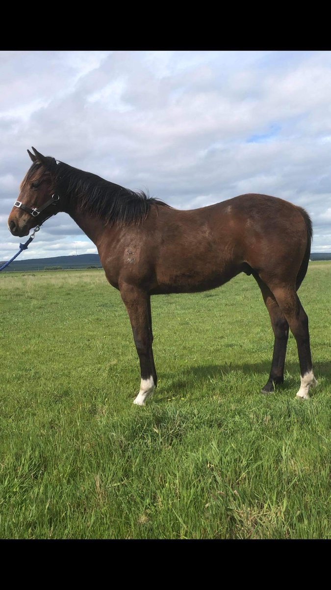 atthewiretbs's tweet photo. Pretty happy with this result. Lovely Impending Colt. Congratulations to owners another happy mare owner. @DarleyAus #goodsort #WhiteSox #qualityland #QTIS #VOBIS https://t.co/t61i2lZmIZ