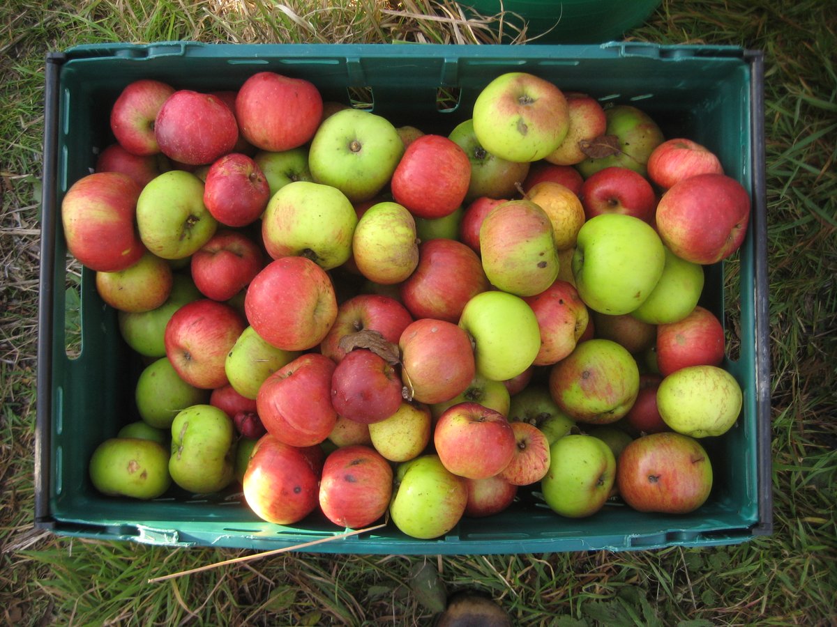 treeruss's tweet photo. @sdnpa Favourite names: Slack ma Girdle, Core Blimey, Winter Banana, Stoke Lump Lemon, Pig's Snout, Peasgood Nonsuch, Pitmaston Pineapple, D'Arcy Spice.
Favourite taste: William Crump, Merton Russet, Ananas Rienette, Cornish Aromatic, Suntan.
@ProjectOrchard #AppleDay #NameThatApple https://t.co/Jtjyv3lxt3