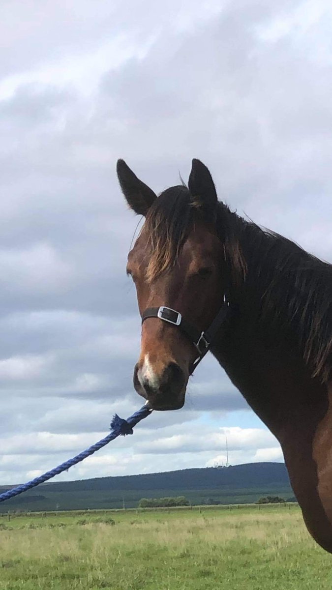 atthewiretbs's tweet photo. Pretty happy with this result. Lovely Impending Colt. Congratulations to owners another happy mare owner. @DarleyAus #goodsort #WhiteSox #qualityland #QTIS #VOBIS https://t.co/t61i2lZmIZ