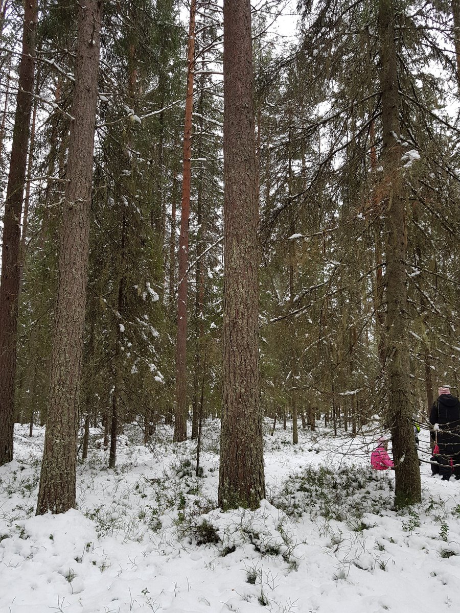skrivanne's tweet photo. Skolskogen. 
Temavecka
Allas lika värde 
Vad kan killar och tjejer leka i skogen?
#skogen
#byskeskolan 
#åk1 
#skellefteåkommun https://t.co/POQXQmfdOv