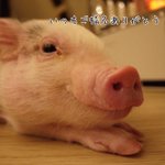 ツイートに含まれる画像