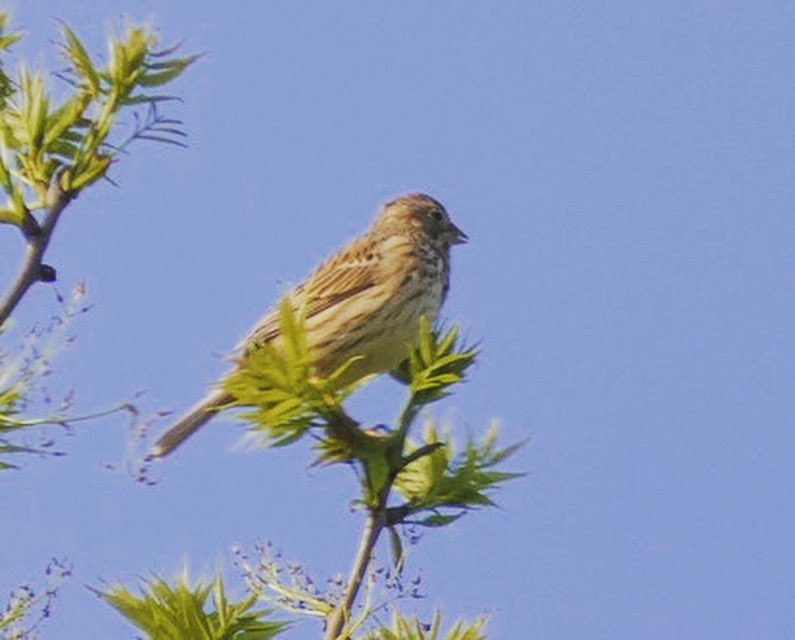 OxTweets's tweet photo. "@oxonbirdies" (Ken) Corn Bunting - sadly declining.. the “jangly key” song was a thing of my youth. Rarely hear it now. #habitatloss #birddecline #Oxfordshire #farmland #protectthehabitat #chilterns #keephedgerows @OxTweets https://t.co/1FJfQrDpNV