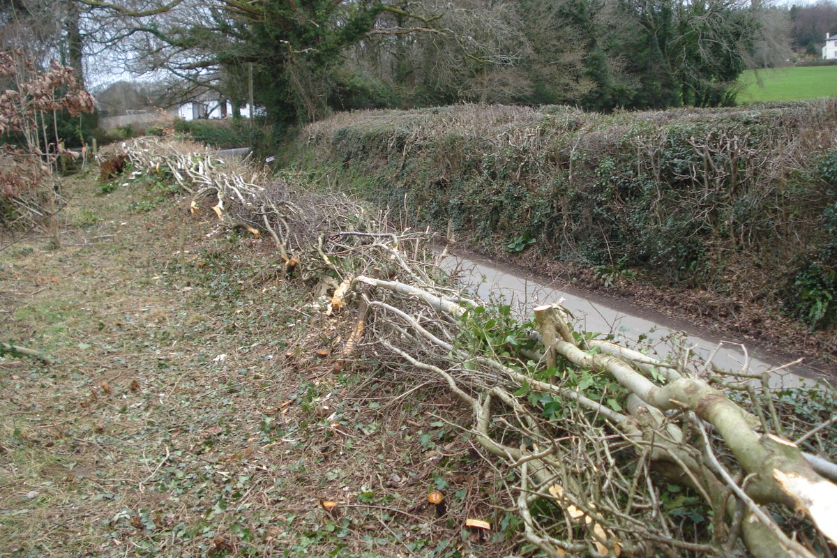 chrisMbakes's tweet photo. Something for @WildIdeasUK Devon-style hedge laid by Devon Rural Skills Trust, edge of Dartmoor, February 2020. With hedge on other side of same field, laid in 2019. And something a dormouse left behind. #hedgerow #devonhedge #dormouse https://t.co/zmnc8oC8fS
