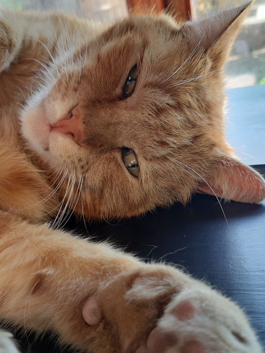 Glorious!♥️😷😉 #studioIIIhairdesign #thestablesvillagemarket #hairatgeorge!