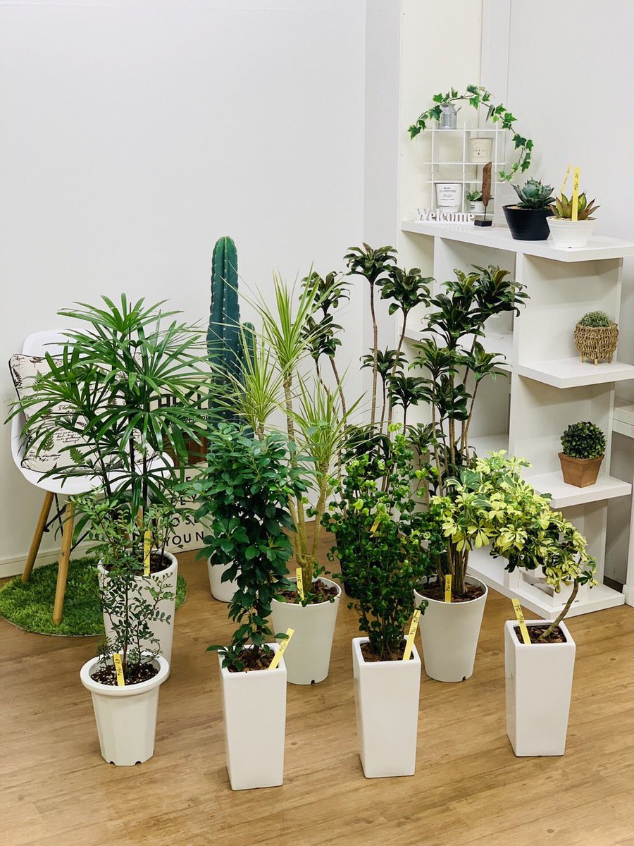 観葉植物のお店 E Ran Sur Twitter 10月16日入荷の植物達です ᵕᴗᵕ コルジリネ パープルコンパクタ コンシンネ ホワイボリー ピスタチア シュロチク トゲなし柱サボテン ベンジャミン バロック ガジュマル シェフレラ ジェニーネ チタノタ レッドキャットウィーズ 観葉植物のお店 E Ran Sur Twitter 10月16日入荷の植物達です ᵕᴗᵕ コルジリネ パープルコンパクタ コンシンネ ホワイボリー ピスタチア シュロチク トゲなし柱サボテン ベンジャミン バロック ガジュマル シェフレラ ジェニーネ チタノタ レッドキャットウィーズ