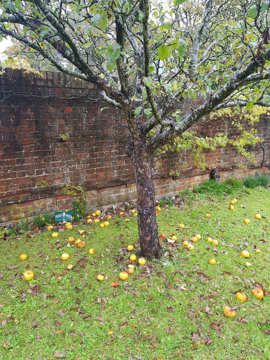 KingJohnsHouse's tweet photo. Only so much #FruityLoafCake we can make at #MissMoodysTudorTeaRoom so plenty of #Autumn #WindfallApples on #AppleDay in @KingJohnsGarden. #BeautifulTestValleyGardens @moreTestValley @VisitTestValley @Visit_Romsey https://t.co/lGxr2a0FAM
