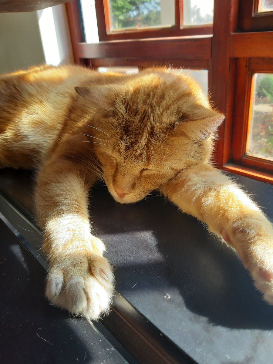 When you don't have to pay for food and rent!😂♥️😷😉 #hairatgeorge #studioIIIhairdesign #thestablesvillagemarket!