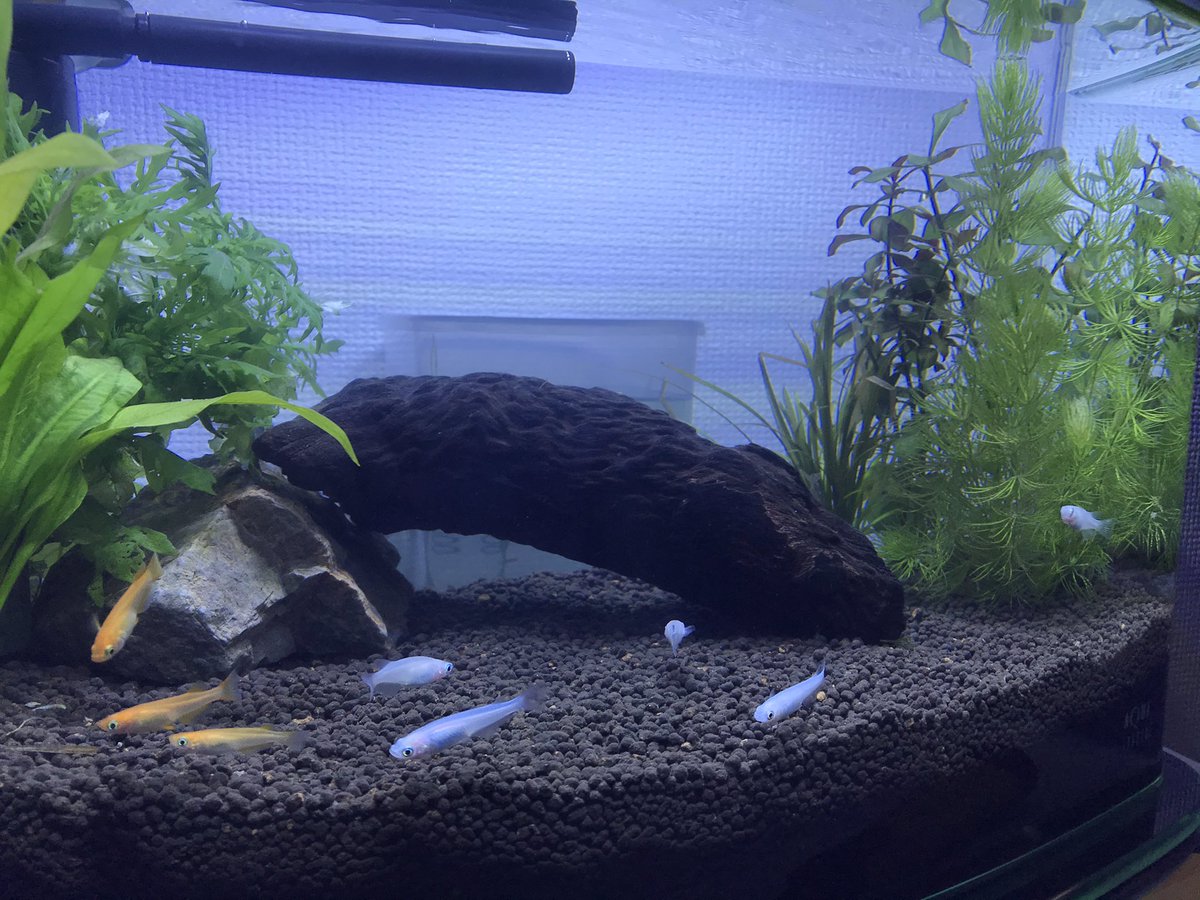 Crew9 Quruquru アクアリウム 白メダカ 楊貴妃 ヤマトヌマエビ 第一水槽に楊貴妃と水草3種加えてまたレイ変 草が多くなったからヤマトヌマエビに居どころか分からなくなりました 楊貴妃のメスを入れているので交配が待ち遠しい Crew9 Quruquru アクアリウム 白メダカ 楊貴妃 ヤマトヌマエビ 第一水槽に楊貴妃と水草3種加えてまたレイ変 草が多くなったからヤマトヌマエビに居どころか分からなくなりました 楊貴妃のメスを入れているので交配が待ち遠しい