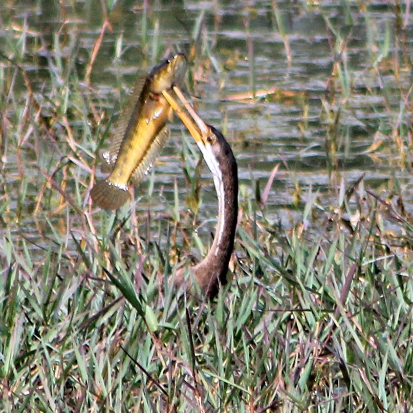 #BirdsonBanks #IndiAves Darter
