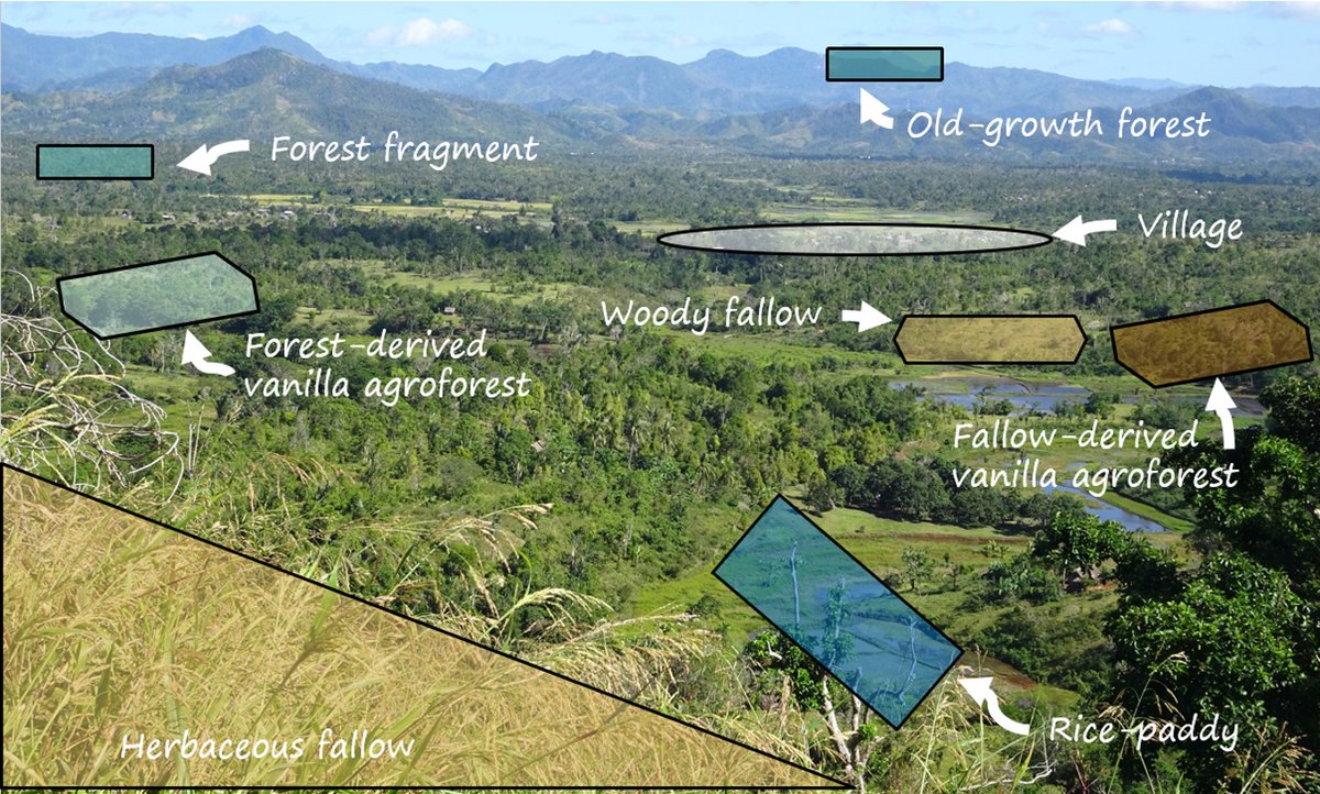 In north-eastern  #Madagascar , vanilla agroforests, rice paddies, land under shifting cultivation, forest fragments and old-growth forests form a diverse mosaic landscape. 2/15