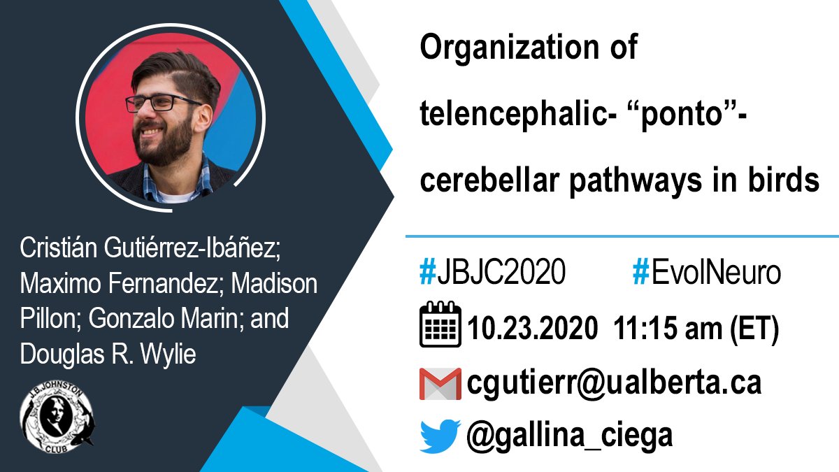 JBJohnstonClub's tweet photo. Cortico-cerebellar interactions play a fundamental role in motor and cognitive tasks across vertebrates. 

Let's learn more from this amazing talk by @gallina_ciega and team at #JBJC2020. 

#Bird brain evolution is so #fascinating!!! 🐦🦉🦜🦅 https://t.co/FKeTrNwsoK