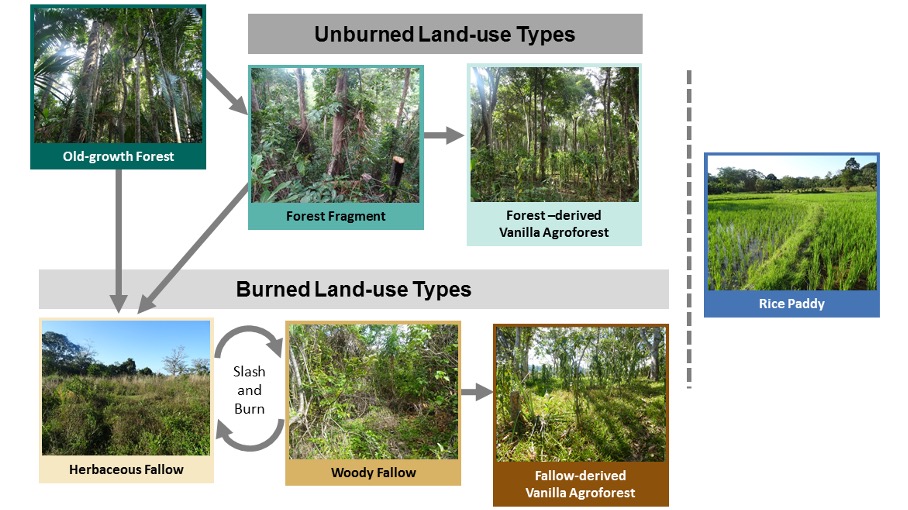 . @DomiSwb visited all our 80  @Diversity_Turn plots across seven land-use types to measure predation rate. 4/15