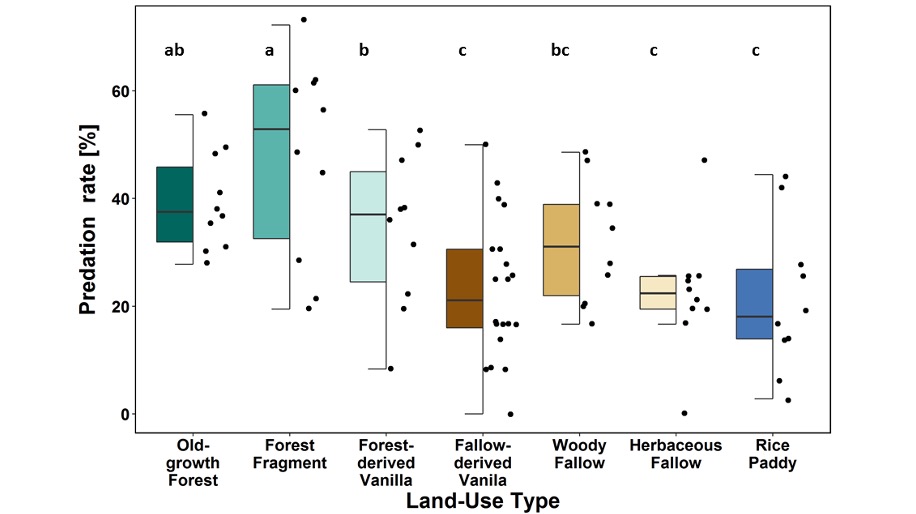 Predation rates where highest in the unburned land-use types old-growth forest, forest fragment and forest-derived vanilla. Rice paddies showed the smallest rates, but heterogeneity within land-use was high throughout. 7/15
