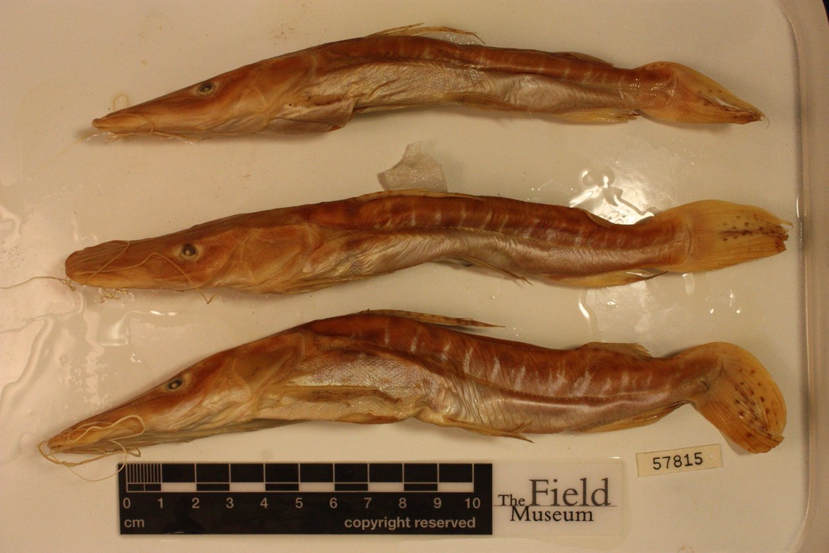 Pseudoplatystoma reticulatum`s skeleton, #migratory #fish found in Ibicuí River, Southern Brazil, housed at MCN. Estimates around of 1.8m, 50-60kg, 11 years old. Another record known from RS was made by Haseman in 1909 @FieldMuseum.
#worldfishmigrationday #collections #PeixesRS