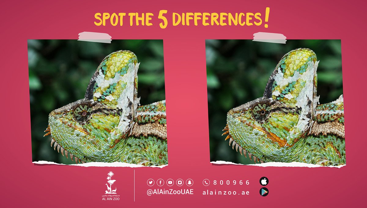 It’s game time friends!✨
Spot the 5 differences .. If you can!😎
#WorldOfReptiles
#AlAinZoo https://t.co/hlrHyKb5oa