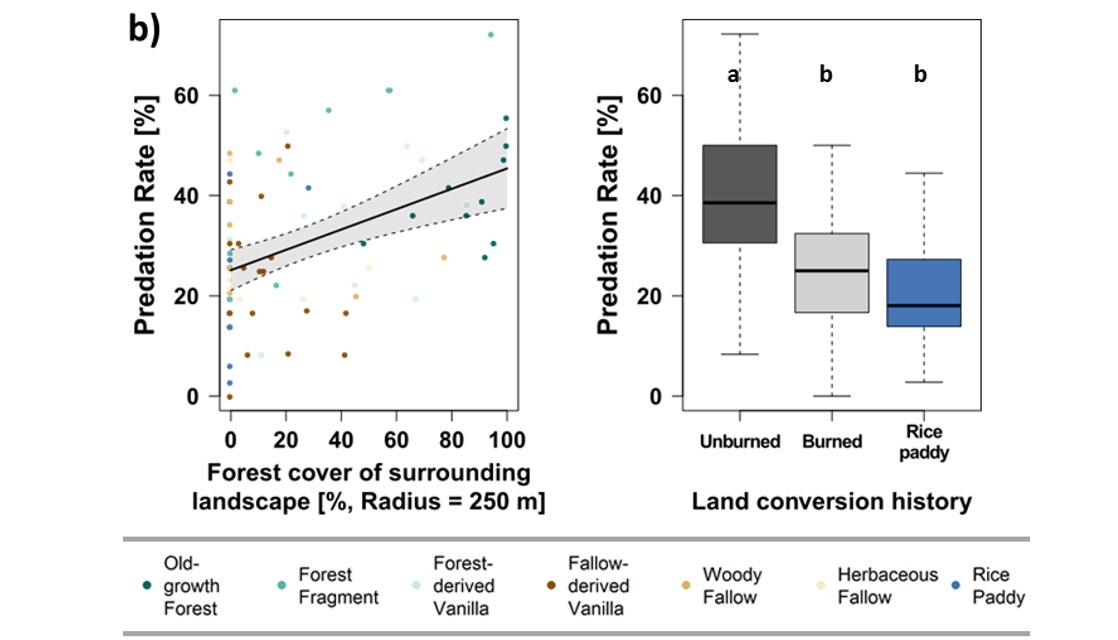 However, landscape-scale forest cover was also positively associated with predation rate. Predation rate differed between unburned and burned plots (that were once used for shifting hill rice cultivation). 9/15