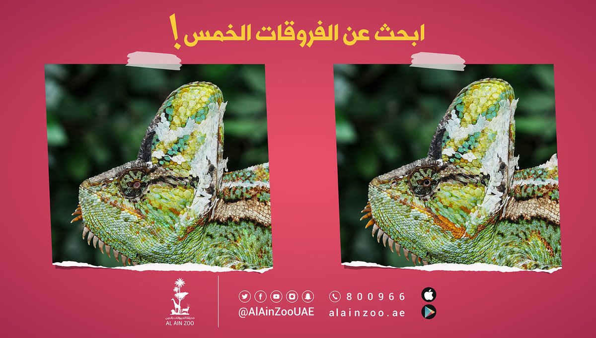 إنه وقت اللعب يا أصدقاء!✨
ابحثوا عن الفروقات الـ5 .. إذا كنتم تستطيعون!😎
#عالم_الزواحف
#حديقة_الحيوانات_بالعين https://t.co/Evl94Cke9u
