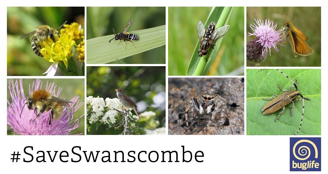 Our campaign to save Swanscombe Marshes is featured by <a href="/patrick_barkham/">Patrick Barkham</a> in the <a href="/guardian/">The Guardian</a> today

theguardian.com/environment/20…

Please add your voice to save this haven for wildlife: you.38degrees.org.uk/petitions/no-f…