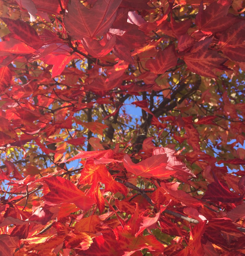 HeatherREdits's tweet image. An autumnal #Stetwalk photo for all my #edibuddies and anyone else who needs it.