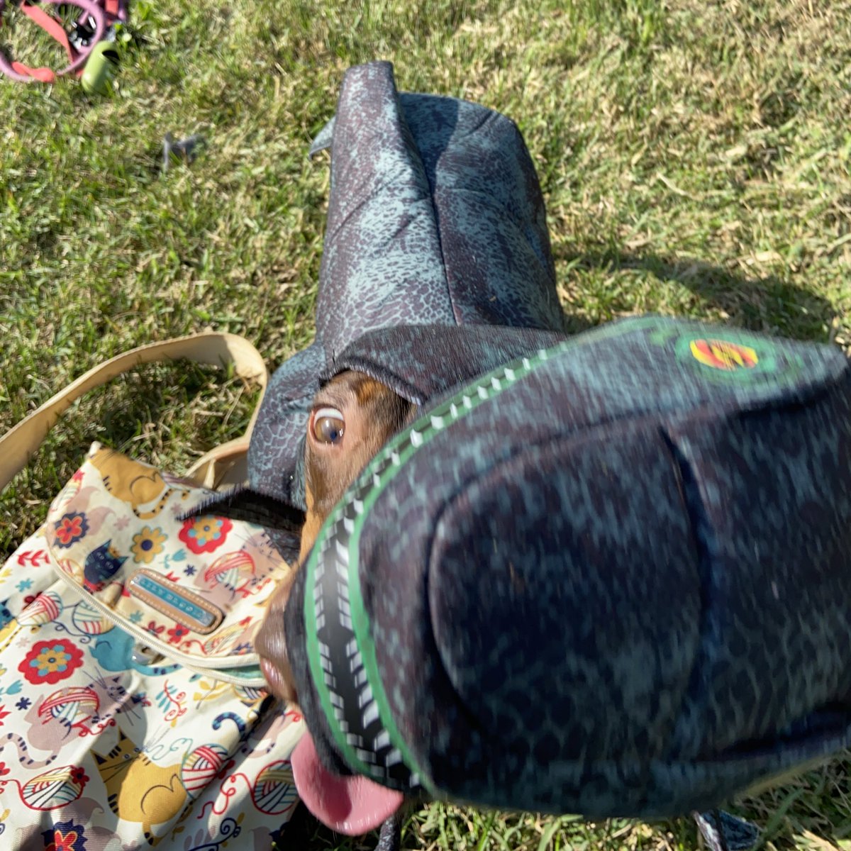 it is dogtober twenty first. sometimes your t-rex hat is a little too big.