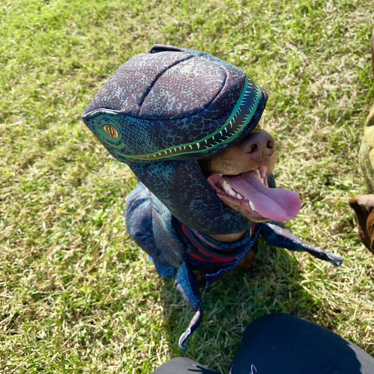 it is dogtober twenty first. sometimes your t-rex hat is a little too big.