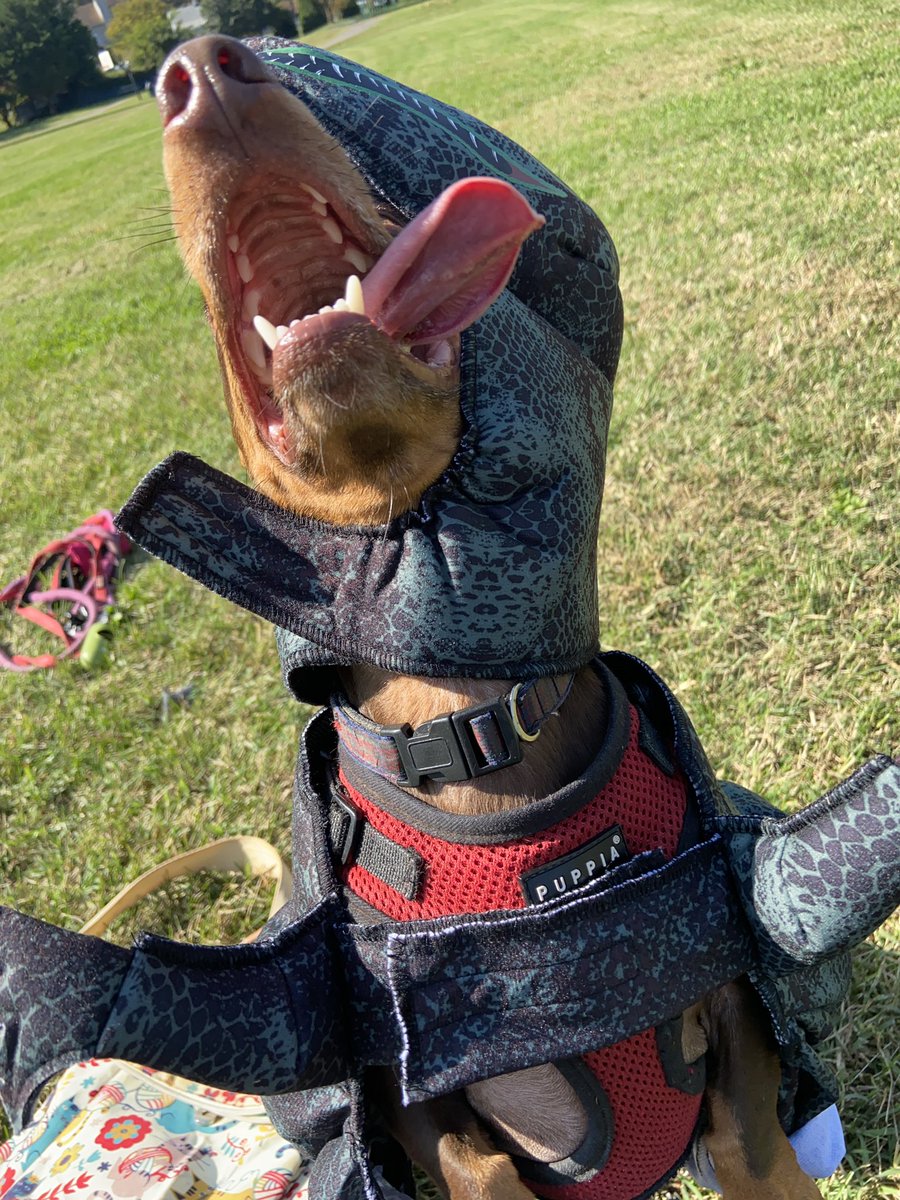it is dogtober twenty first. sometimes your t-rex hat is a little too big.