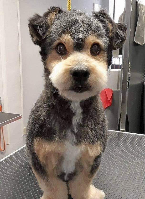 SOS Abuelos tweet media