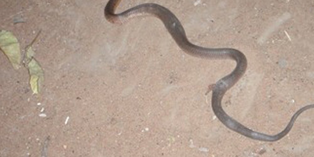 At least 25 cases of snakebites, including 12 fatalities have been confirmed in some parts of Northern Bahr el Ghazal State affected by floods between August and October, officials say.#SouthSudan https://t.co/mfWEgGlb4h https://t.co/sR9xtsKw2O