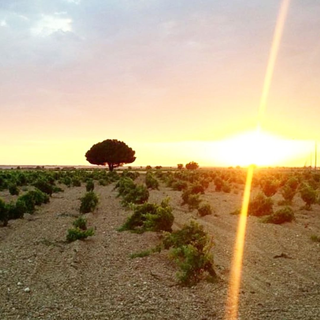 🌿🍇 Hoy viajamos hasta estos magníficos viñedos para presentaros nuestra recomendación de la semana: Melior Verdejo 2019 😍🍷. ¿Quién sabe decirnos de dónde proviene este vino? 😏👇
⚠️Pista: se trata de una de las bodegas más reconocidas de España. 
#vinoblanco #verdejo #bodegas