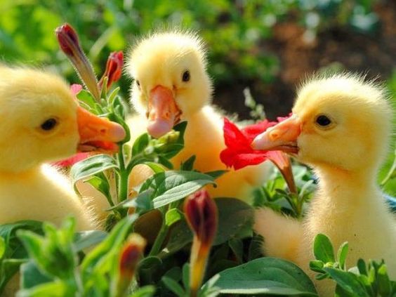 KatanaHugo's tweet photo. Ducklings
#photos #photography #animals #birds #ducks https://t.co/kufqX0AU7Z