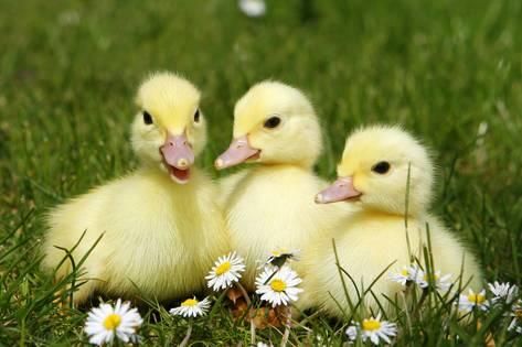 KatanaHugo's tweet photo. Ducklings
#photos #photography #animals #birds #ducks https://t.co/kufqX0AU7Z