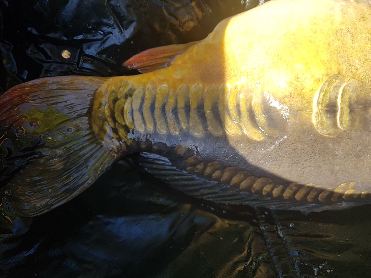 ecbaits's tweet image. 