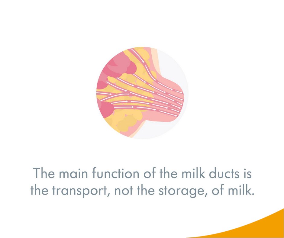 Did you know this breast anatomy fact?
Retweet = Yes
Like= No