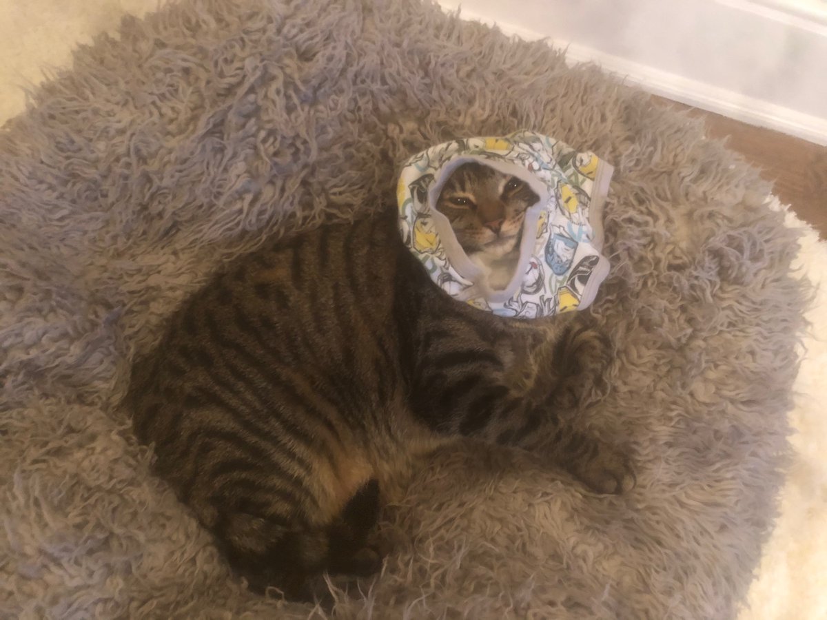 Dan Harris Suffering From The Various Indignities Of The Our Bananas Election Season Perhaps This Picture Of Our Cat Toby Wearing My Son S Underwear On His Head Will Help T Co Hytec4sjbi