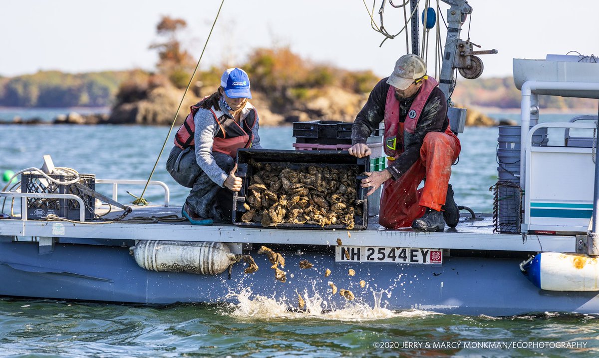nature_org's tweet image. This is BIG: We’re about to release 5 million ecosystem engineers into the ocean, where they’ll help restore 27 acres of native reefs. How we’re supporting sustainable oyster farmers affected by COVID-19 &amp;amp; #OurOcean: nature.ly/2HjoZy0