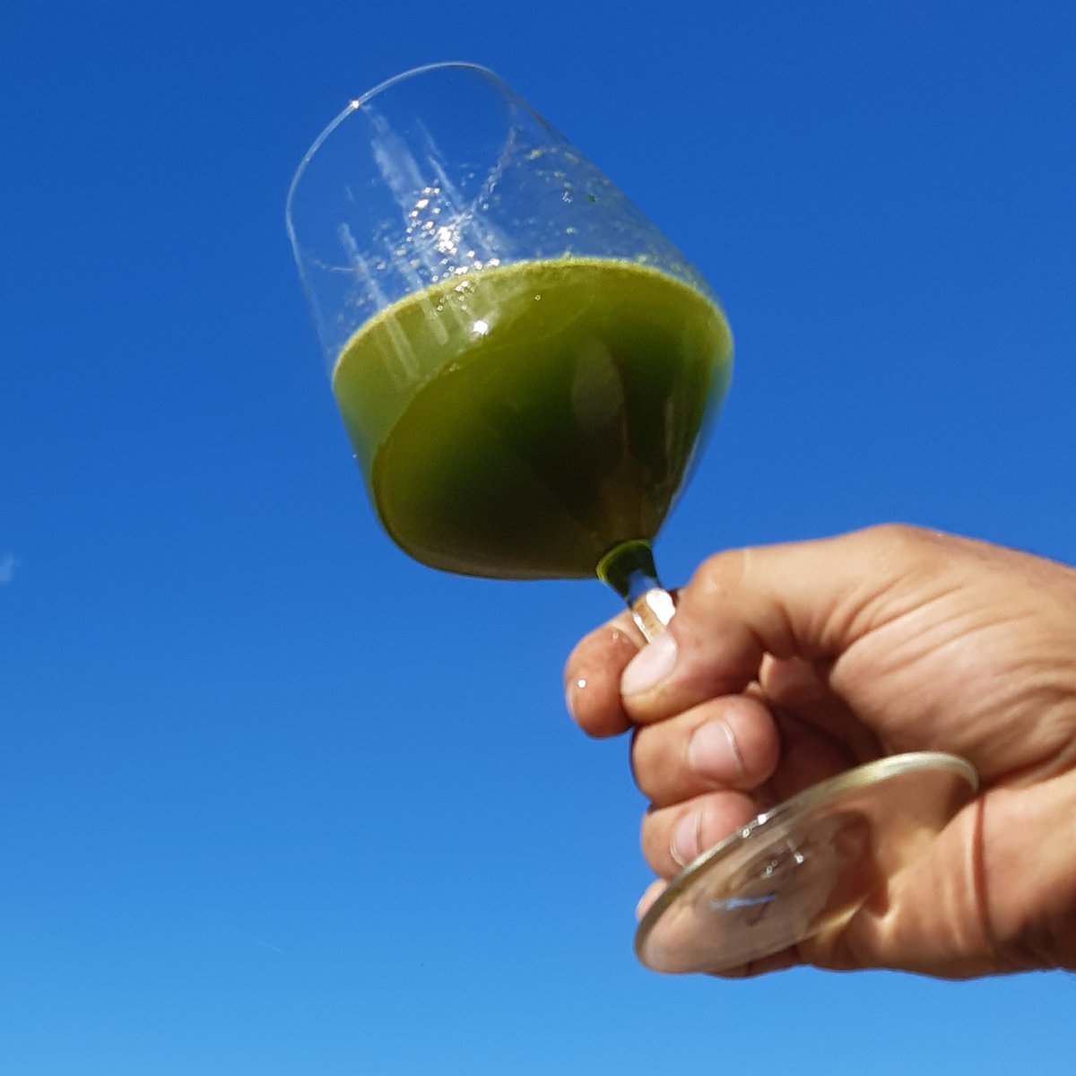 los_pago's tweet photo. Resultado del zumo de aceituna 100% Ecológica recién obtenido.💚💚😍💚
#AOVE #EVOO #zumoecologico #organic #greenliveoil #ecologico #goorganic #cosechatemprana #oilve #extravirginoliveoil #organicoil #cyl #zamora #spain #manzanilla #gourmet #gourmetfood #Food https://t.co/o0Q3lRt0hx